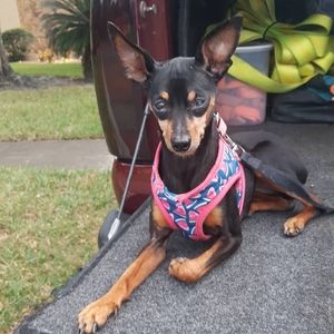 Meet your Posher, Jesse